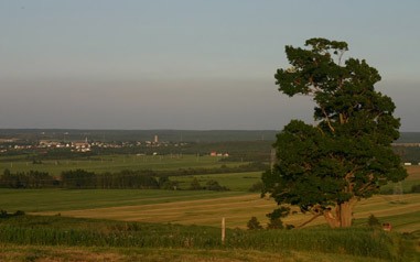 Accueil - Arbre