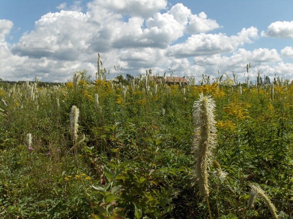 Paysage Saint-Épiphane